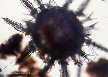 Ilo: Instituto Nacional del Mar del Perú libera larvas de erizo en la zona marina de Pocoma