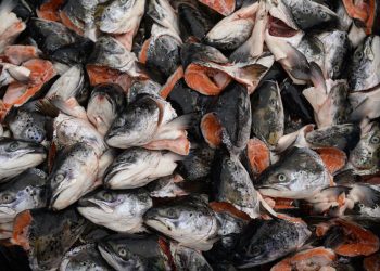 Desastre ambiental en Chile: reportan la muerte de más de 4 mil toneladas de salmones