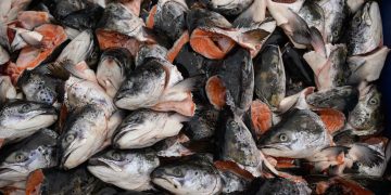 Desastre ambiental en Chile: reportan la muerte de más de 4 mil toneladas de salmones