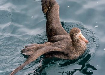 Imarpe confirma dispersión invernal de juveniles de Petrel Gigante del Norte en centro sur de Perú