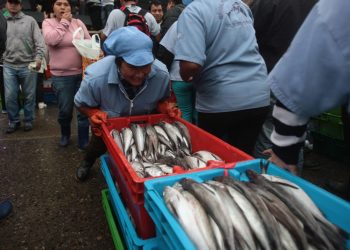 Se inició la veda de lorna en el país, la segunda en su historia