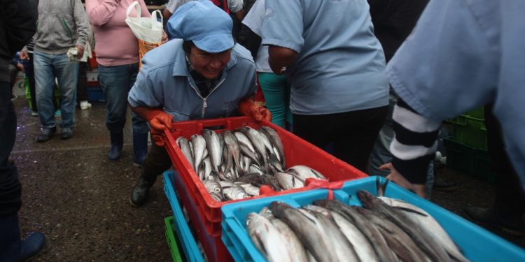 Se inició la veda de lorna en el país, la segunda en su historia