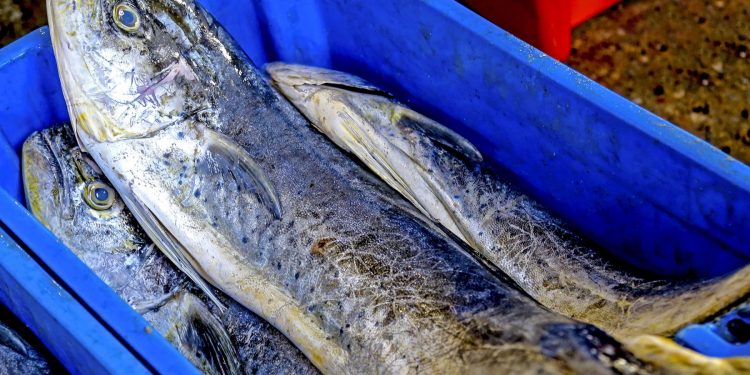 Ministerio de la Producción difunde proyecto de reglas de ordenamiento pesquero del perico