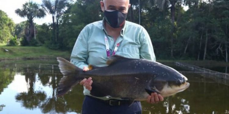 Ministerio del Ambiente: producción de alevinos de peces contribuye al programa Hambre Cero