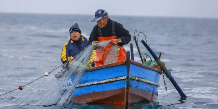 Produce da por concluidas las actividades extractivas del recurso tiburón martillo