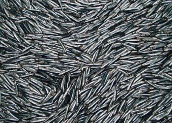 La anchoveta y la alimentación en el país