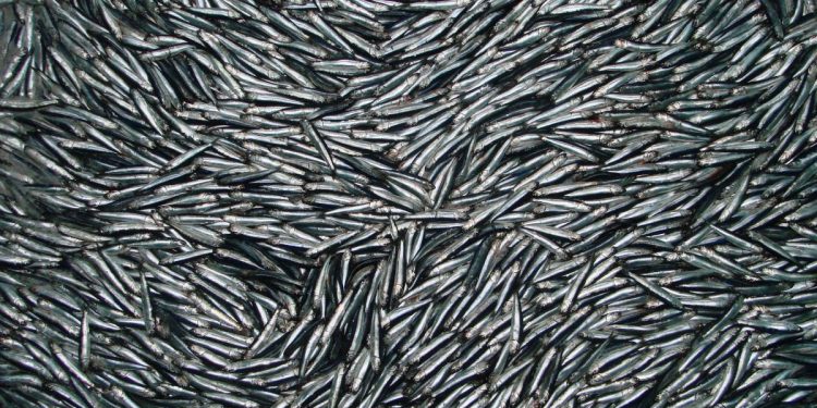 La anchoveta y la alimentación en el país