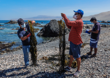 Tacna: Imarpe realizó monitoreo de la biomasa varada de macroalgas pardas en los principales varaderos del litoral de la región