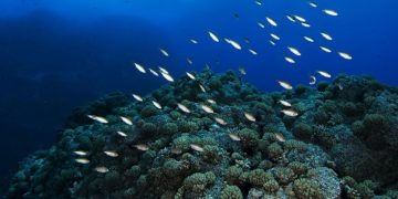 Conoce todo sobre la reserva nacional Dorsal de Nasca, la maravilla submarina