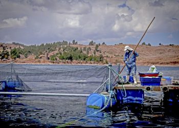 Sanipes descarta presencia de virus que afecta a trucha arcoíris en cuatro regiones del país