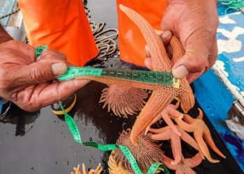 Ilo: Imarpe realiza monitoreo biológico poblacional de invertebrados marinos