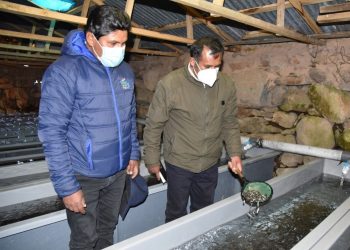 Chichillapi: el pueblo de Puno que apostó por la crianza de trucha para superar la pobreza