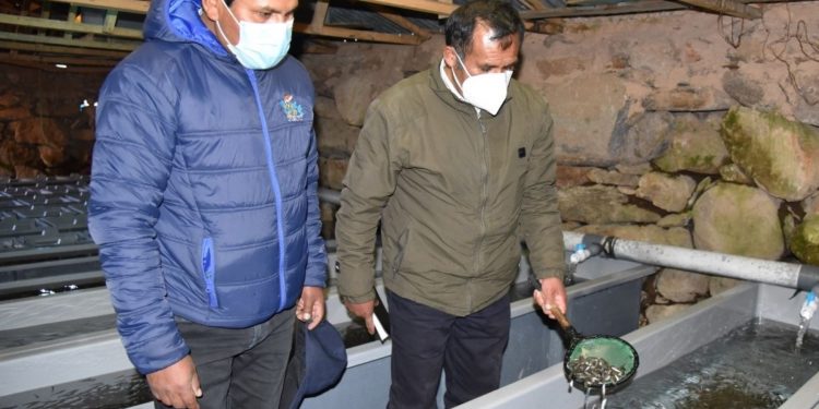 Chichillapi: el pueblo de Puno que apostó por la crianza de trucha para superar la pobreza