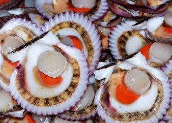 Exportadoras peruanas de productos marinos buscan concretar negocios en Europa