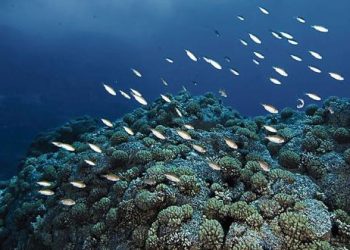 The Economist: Perú reflexiona, ¿de quién son los peces?