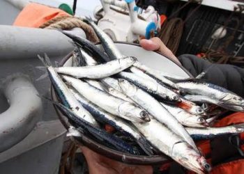 Pesca de anchoveta: Las controversias que despierta la cuota para la primera temporada del año
