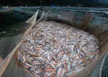 Chile: Algas nocivas arrasan con 6 mil toneladas de salmón