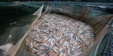 Chile: Algas nocivas arrasan con 6 mil toneladas de salmón