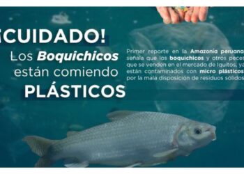 Loreto: Estudio revela que peces de consumo humano de la Amazonía ingieren plástico