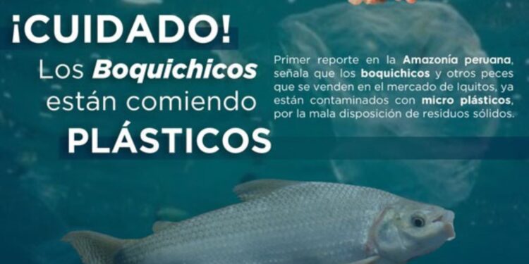 Loreto: Estudio revela que peces de consumo humano de la Amazonía ingieren plástico