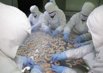 ADEX: exportación peruana de langostinos creció 20.4 % en el primer trimestre