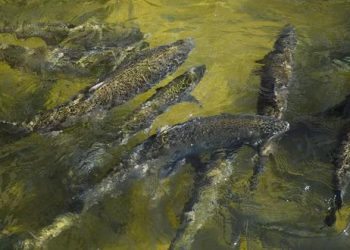Estados Unidos: salmones de California migran en camiones debido a la sequía