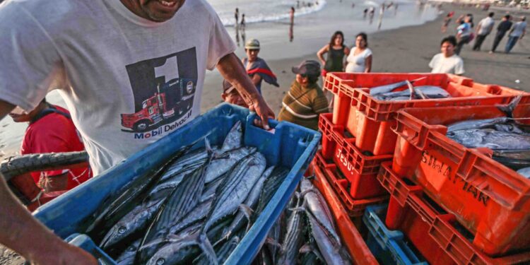 Ejecutivo aprobó proyecto de ley para elevar consumo de pescado y mariscos