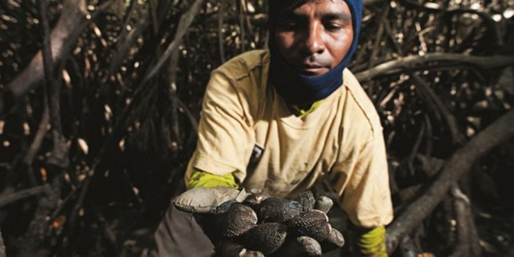 Conoce la iniciativa para recuperar especies del Santuario Nacional Los Manglares de Tumbes