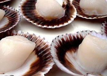 Conoce los productos pesqueros peruanos que tienen un gran potencial de exportación hacia 10 mercados