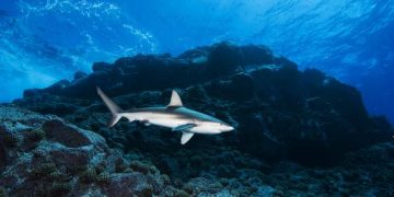 Reserva Nacional Dorsal de Nasca | Conoce la primera área natural protegida 100% marina del Perú