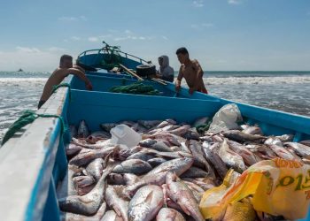 Produce autoriza la difusión del proyecto de reglamento de inocuidad en pesca y acuicultura