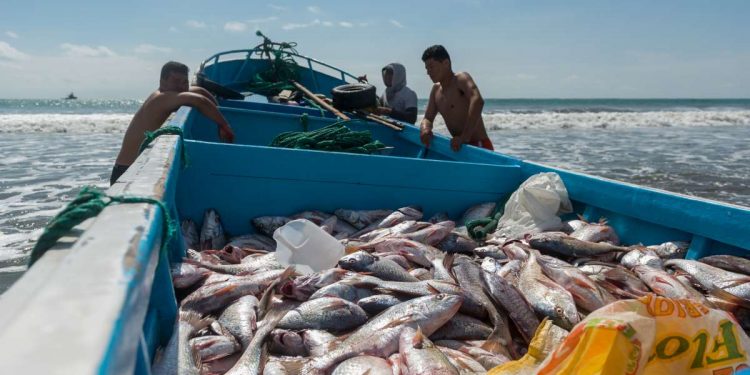 Produce autoriza la difusión del proyecto de reglamento de inocuidad en pesca y acuicultura