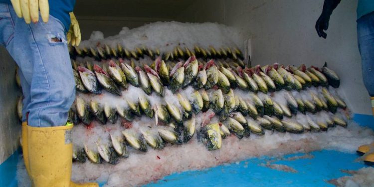 Perú y Ecuador buscan alcanzar la sostenibilidad del pescado dorado/perico