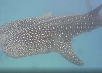 Conoce la forma cómo la NASA ayuda en la conservación de los tiburones