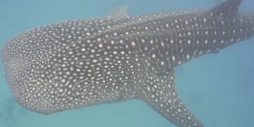 Conoce la forma cómo la NASA ayuda en la conservación de los tiburones