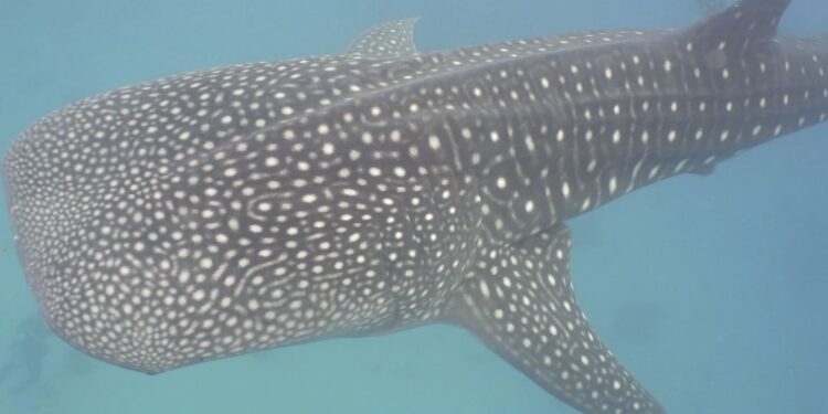 Conoce la forma cómo la NASA ayuda en la conservación de los tiburones