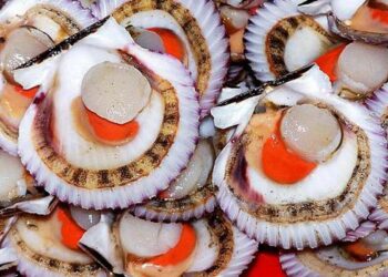 Congreso de la República da luz verde a proyecto para el Día Nacional de la Concha de Abanico