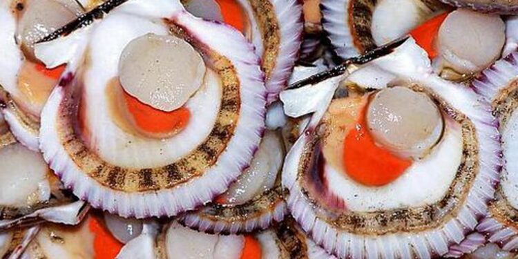 Congreso de la República da luz verde a proyecto para el Día Nacional de la Concha de Abanico