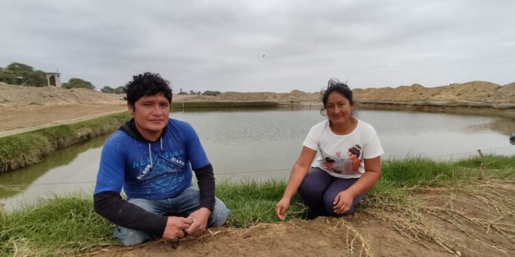 Piura: el ambicioso proyecto que logra la comercialización de más de 8 mil tilapias por temporada