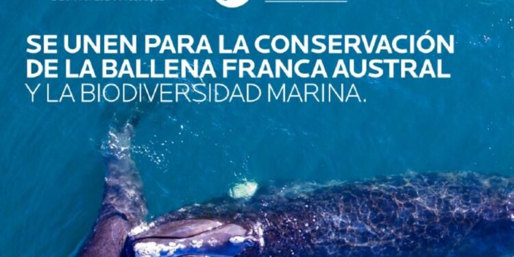 La Roche-Posay lanza una iniciativa para proteger a la ballena franca austral en el mar argentino
