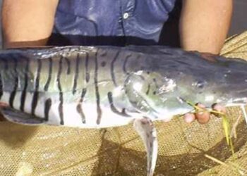 Loreto: científicos crean protocolo de alimentación para optimizar crianza de pez doncella