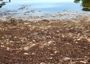 Estados Unidos: hallaron más de 1.200 toneladas de peces muertos por tóxica marea roja en Florida