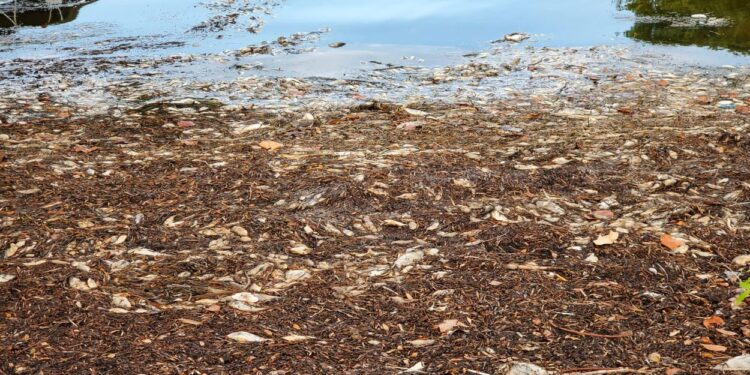 Estados Unidos: hallaron más de 1.200 toneladas de peces muertos por tóxica marea roja en Florida