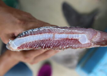 Ecuador: identifican a empresa sospechosa de millonaria e ilegal exportación de aletas de tiburones