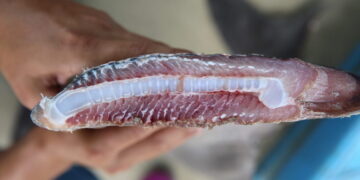 Ecuador: identifican a empresa sospechosa de millonaria e ilegal exportación de aletas de tiburones