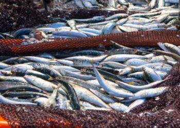 Perú intercepta tres embarcaciones de pesca ilegal en colaboración con Sea Shepherd