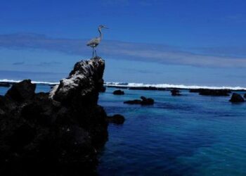 Alertan sobre la presencia del primer barco de gigantesca flota pesquera china cerca de las islas Galápagos
