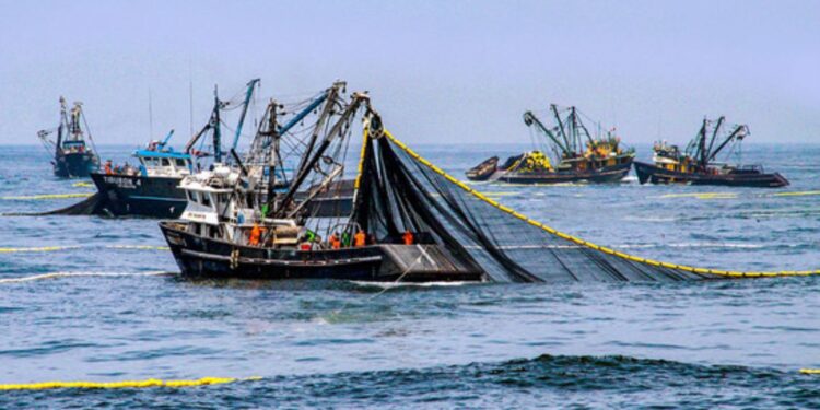 Produce: primera temporada  de pesca de anchoveta culmina hoy en zona norte-centro