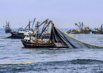Perú exportará este año 20% más en pesca y acuicultura para CHD respecto al nivel prepandemia