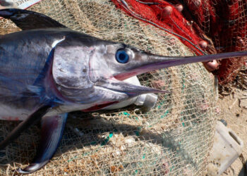 El misterio de los tiburones que aparecen ‘apuñalados’ por peces espada